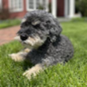 Meet your Posher, Milo